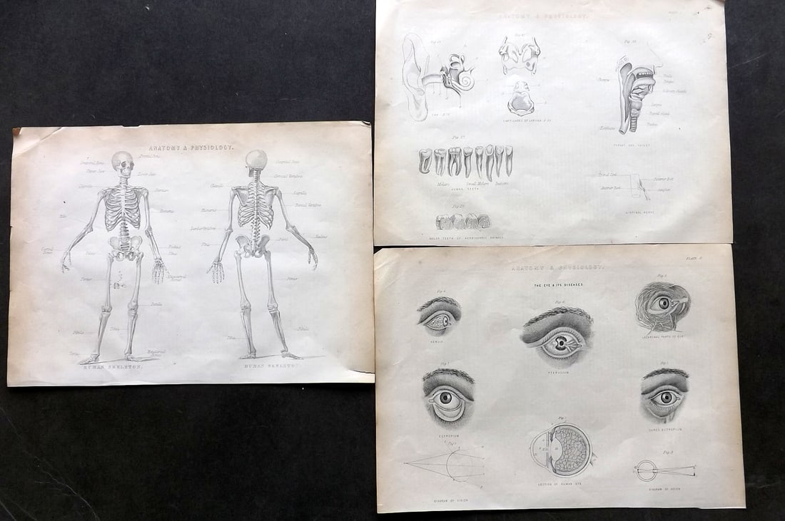 Ainsworth, James 1850's Lot of 3 Anatomy Prints. Skeleton etc (1 of 2)