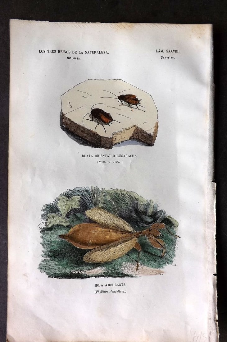 Buffon, Comte de 1856 Hand Col Insect Print. Blatta Cockroach & Phyllium 38 (1 of 1)