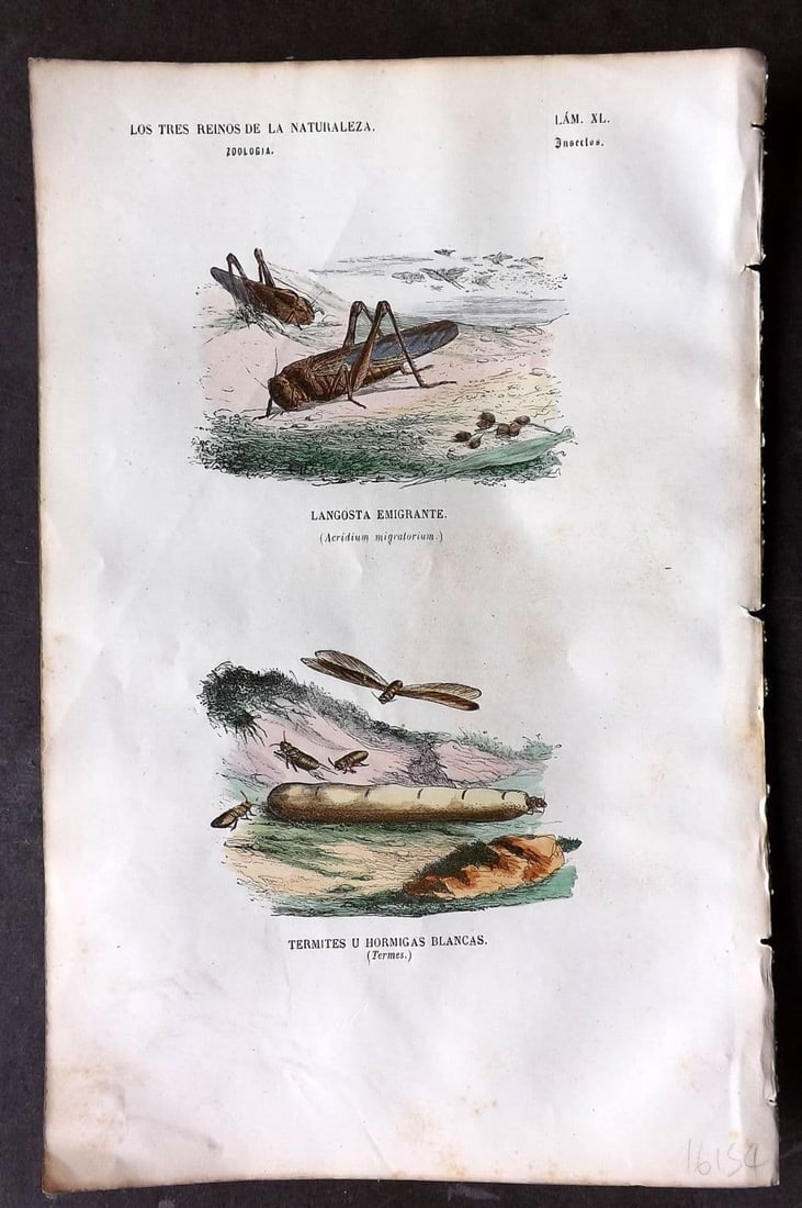 Buffon, Comte de 1856 Hand Col Insect Print. Acridium & Termes 40 (1 of 1)