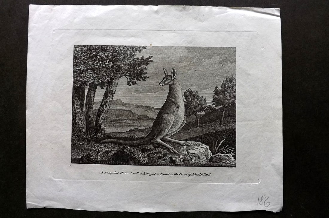 Cooke, George 1801 Antique Print. Kangaroo, New Holland Australia. After Stubbs (1 of 1)