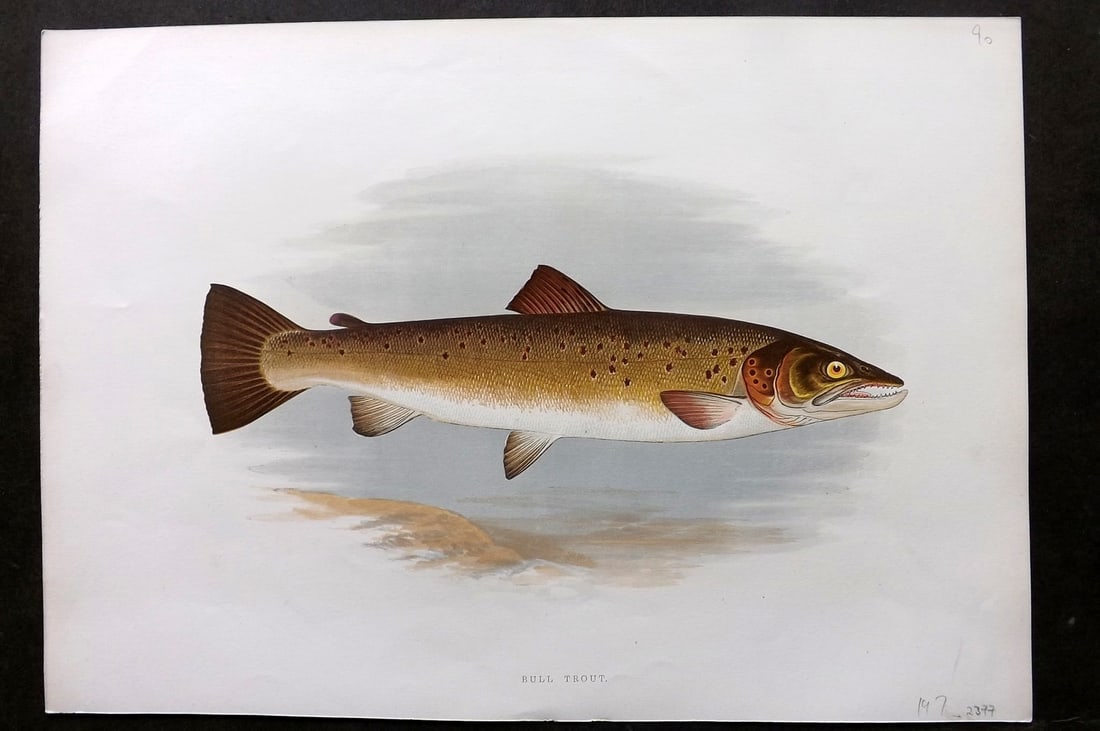 Houghton, Rev. William 1879 Folio Fish Print. Bull Trout (1 of 2)