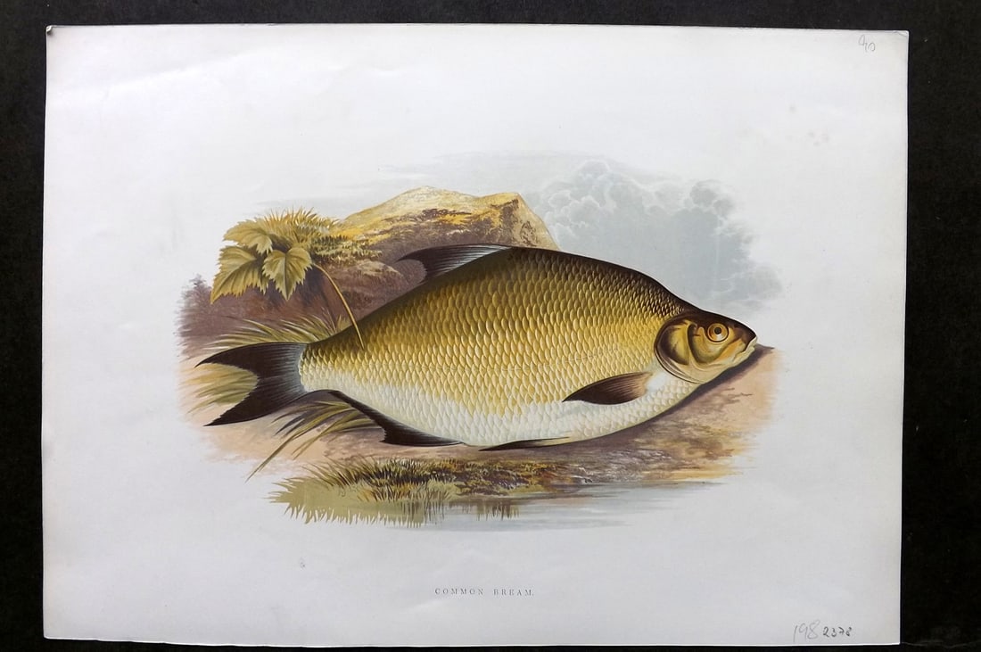 Houghton, Rev. William 1879 Folio Fish Print. Common Bream (1 of 2)