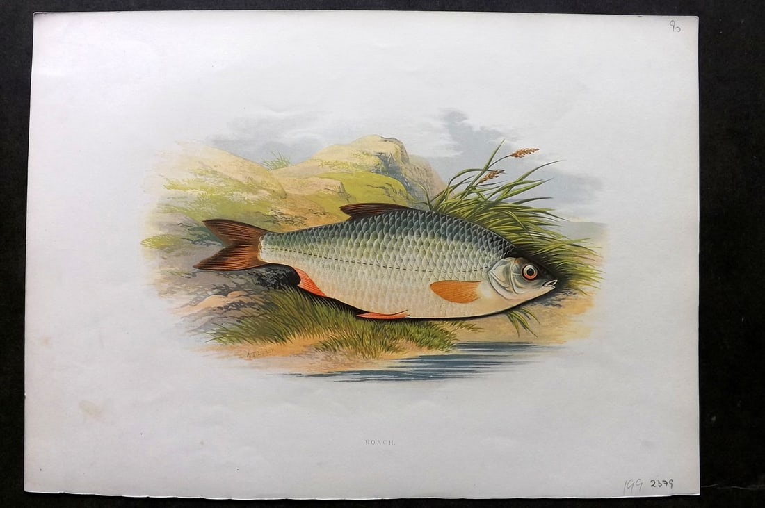 Houghton, Rev. William 1879 Folio Fish Print. Roach (1 of 2)