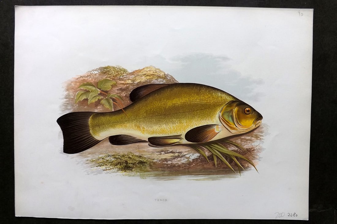 Houghton, Rev. William 1879 Folio Fish Print. Tench (1 of 2)