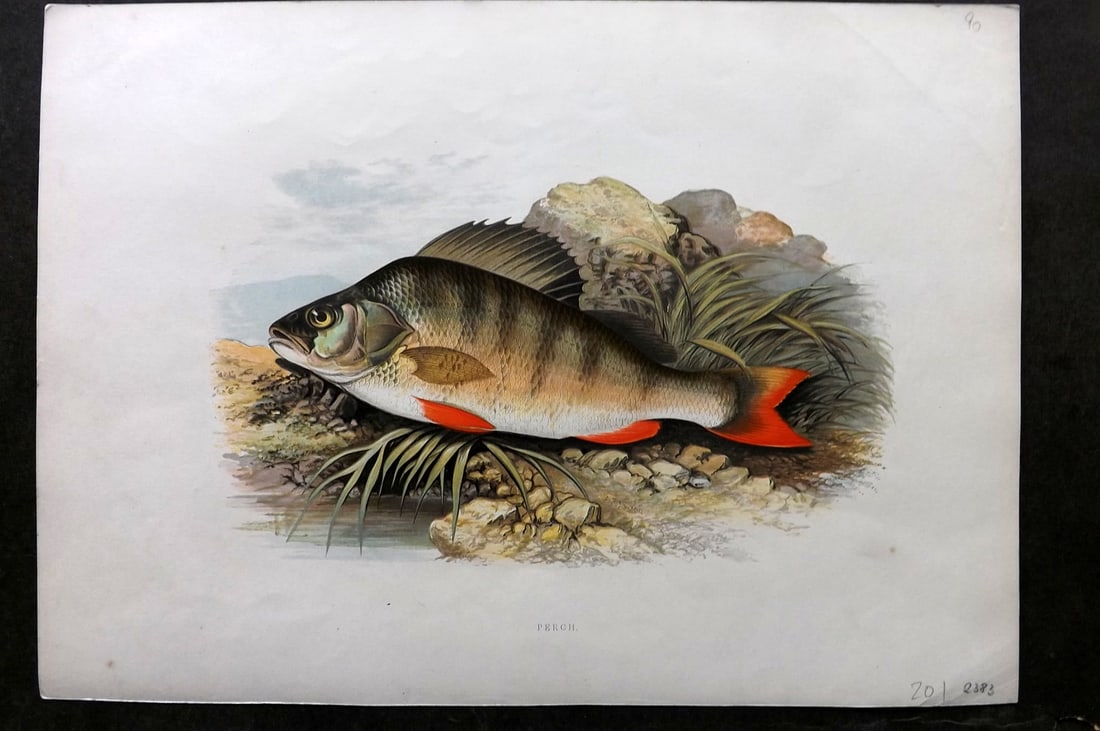Houghton, Rev. William 1879 Folio Fish Print. Perch (1 of 2)