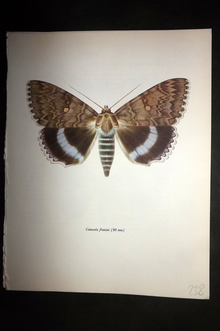 Prochazka, Frantisek 1966 Vintage Moth Print. Clifden Nonpareil: Vintage Offset Lithograph Published 1966, London for "Beautiful Moths" by J. Moucha. Illustrated by Frantisek Prochazka. Descriptive text to verso, but this relates to the adjacent plate. On nice wove