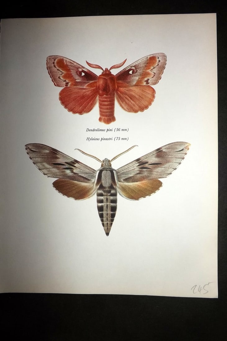 Prochazka, Frantisek 1966 Vintage Moth Print. Pine Lappet & Pine Moth: Vintage Offset Lithograph Published 1966, London for "Beautiful Moths" by J. Moucha. Illustrated by Frantisek Prochazka. Descriptive text to verso, but this relates to the adjacent plate. On nice wove