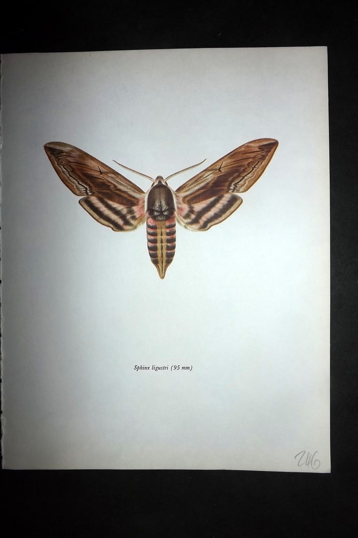 Prochazka, Frantisek 1966 Vintage Moth Print. Privet Hawk: Vintage Offset Lithograph Published 1966, London for "Beautiful Moths" by J. Moucha. Illustrated by Frantisek Prochazka. Descriptive text to verso, but this relates to the adjacent plate. On nice wove