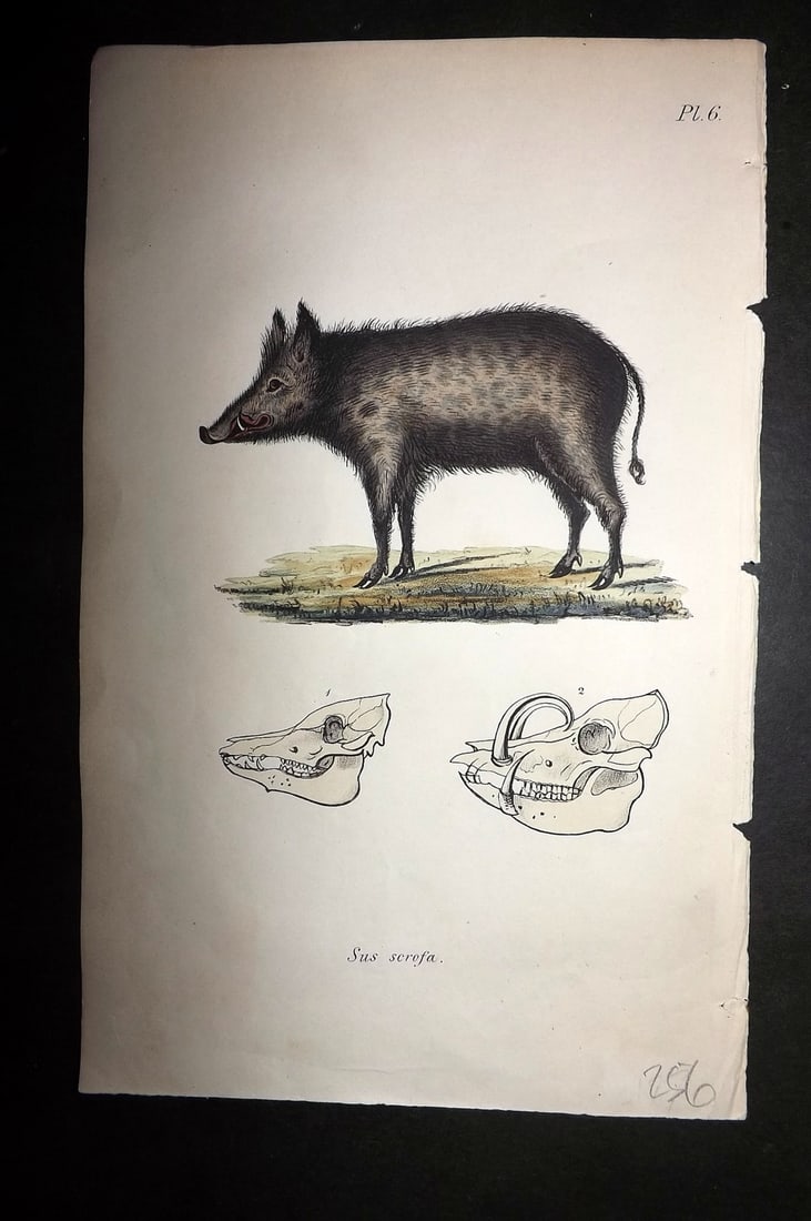 Stephenson, John 1838 Hand Col Print. Wild Hog 06 (1 of 1)