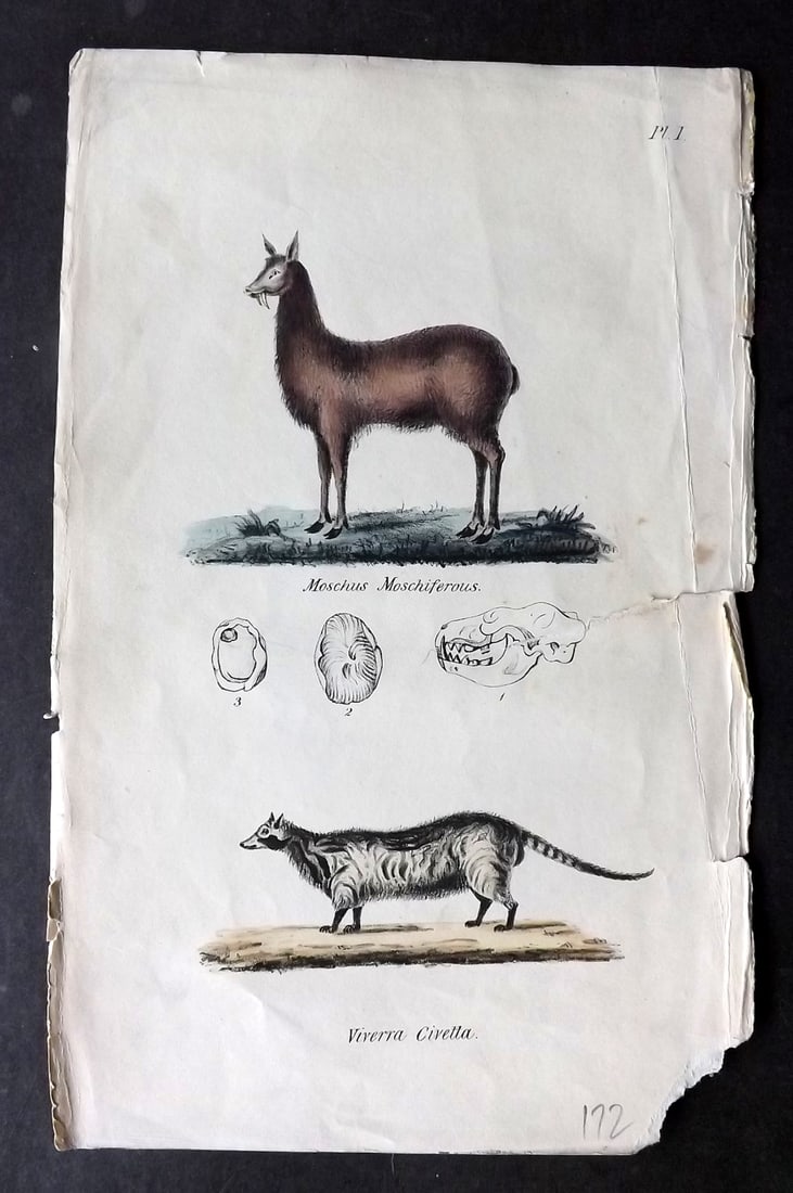 Stephenson, John 1838 Hand Col Print. Thibetian Musk, African Civet (Faults) 01 (1 of 1)