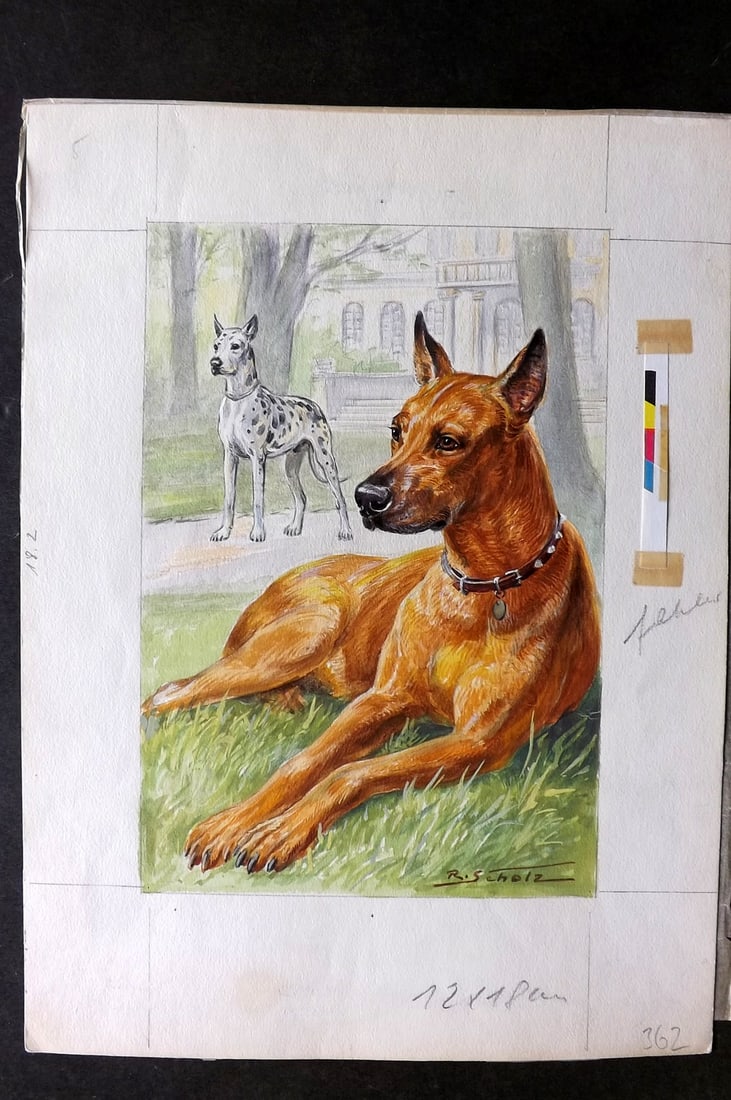 Scholz, Robert C1950 Original Watercolor. Great Danes, Deutsche Doggen (1 of 2)