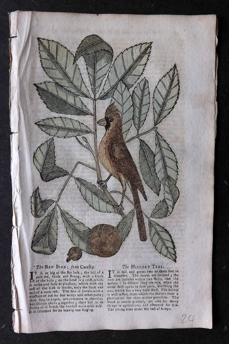 Gentleman's Mag. 1753 HCol Bird & Botanical Print by Mark Catesby. Red Bird & Hiccory Tree (1 of 1)