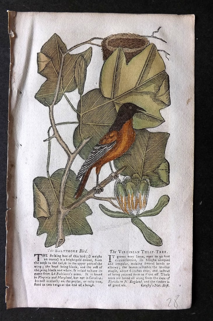 Gentleman's Mag. 1753 HCol Bird & Botanical Print by Mark Catesby. Baltimore Bird, Virginian Tulip (1 of 1)