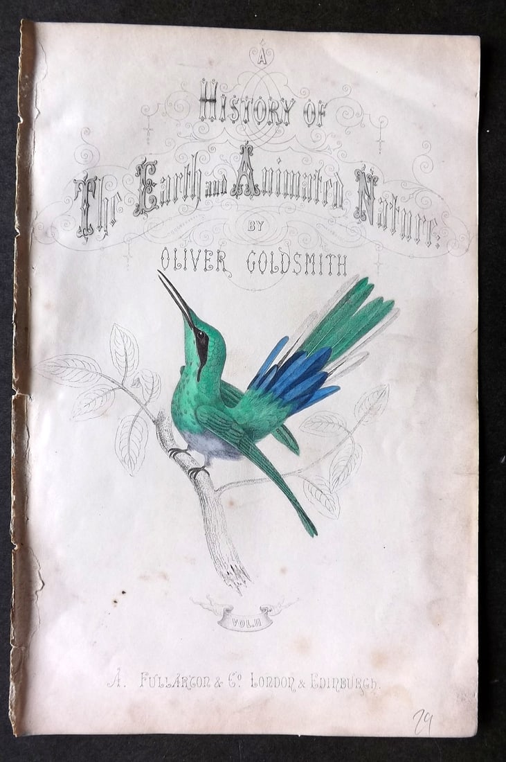 Goldsmith, Oliver C1850 Hand Col Bird Print. White Striped Hummingbird. Title Page: Hand Colored Etching/Engraving Published C1850 by A. Fullarton & Co., London for "A History of the Earth and Animated Nature" by Oliver Goldsmith. Paper Size: 10 x 6 inch (25 x 16cm) Very minor toning