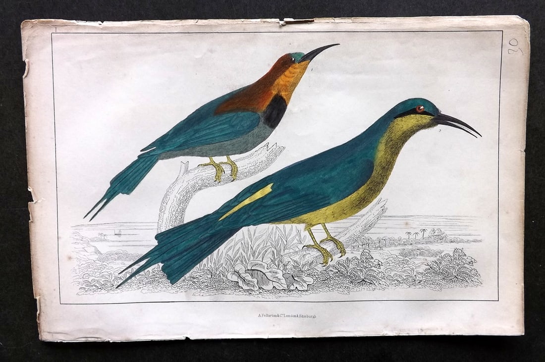 Goldsmith, Oliver C1850 Hand Col Bird Print. Red Winged & Blue Headed Bee Eater 01 (1 of 1)