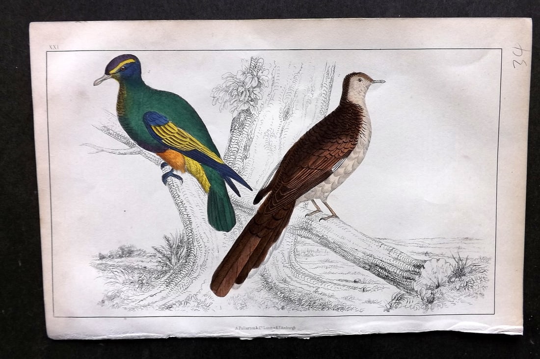 Goldsmith, Oliver C1850 Hand Col Bird Print. Purple Crowned & Red Collared Pigeon 21: Hand Colored Etching/Engraving Published C1850 by A. Fullarton & Co., London for "A History of the Earth and Animated Nature" by Oliver Goldsmith. Paper Size: 10 x 6 inch (25 x 16cm) Good Condition