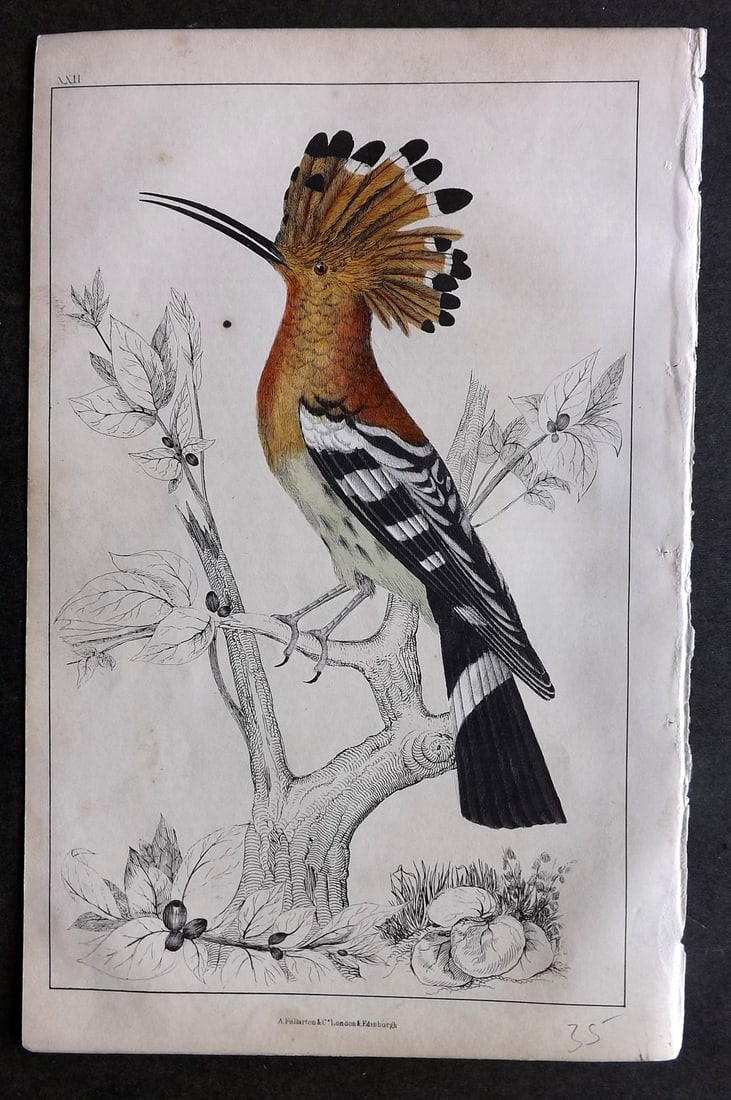 Goldsmith, Oliver C1850 Hand Col Bird Print. Hoopoe 22 (1 of 1)