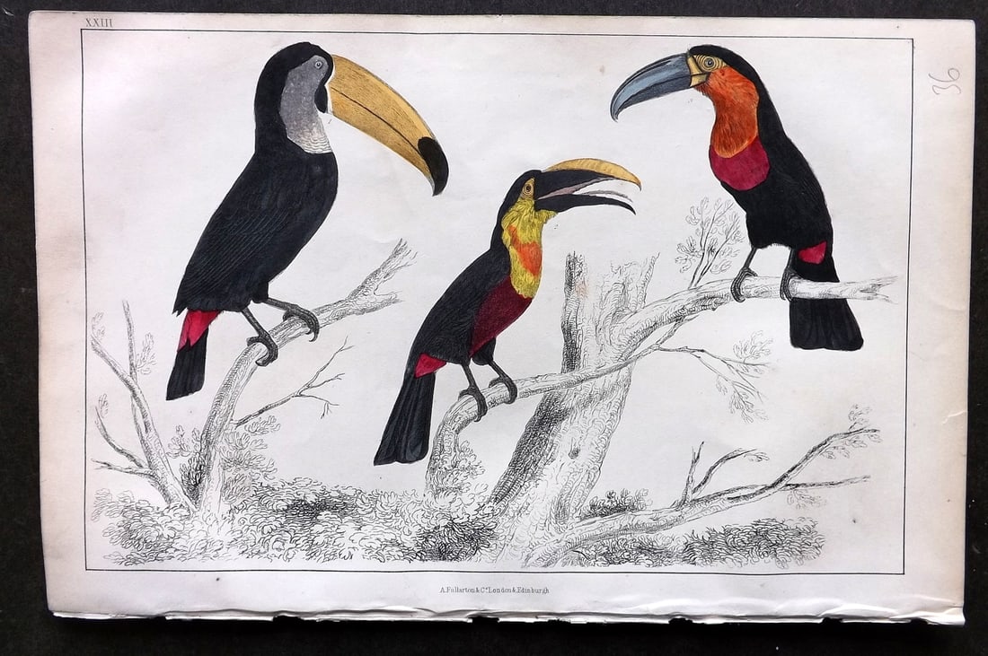 Goldsmith, Oliver C1850 Hand Col Bird Print. Toco, Tocard & Blue Billes Toucans 23 (1 of 1)