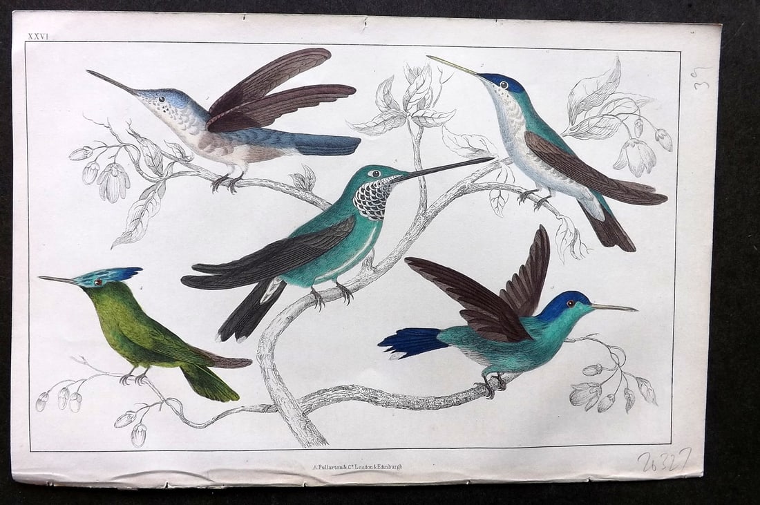 Goldsmith, Oliver C1850 Hand Col Bird Print. Hummingbirds 26: Hand Colored Etching/Engraving Published C1850 by A. Fullarton & Co., London for "A History of the Earth and Animated Nature" by Oliver Goldsmith. Paper Size: 10 x 6 inch (25 x 16cm) Good Condition