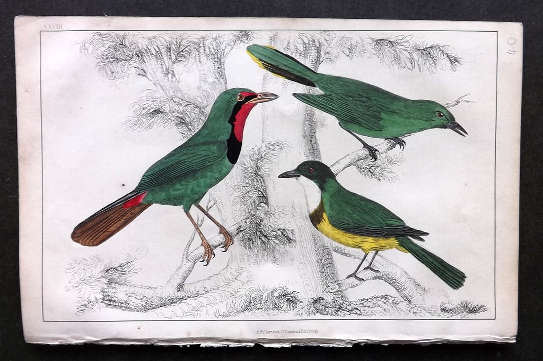 Goldsmith, Oliver C1850 Hand Col Bird Print. Thrush Shrikes 28 (1 of 1)