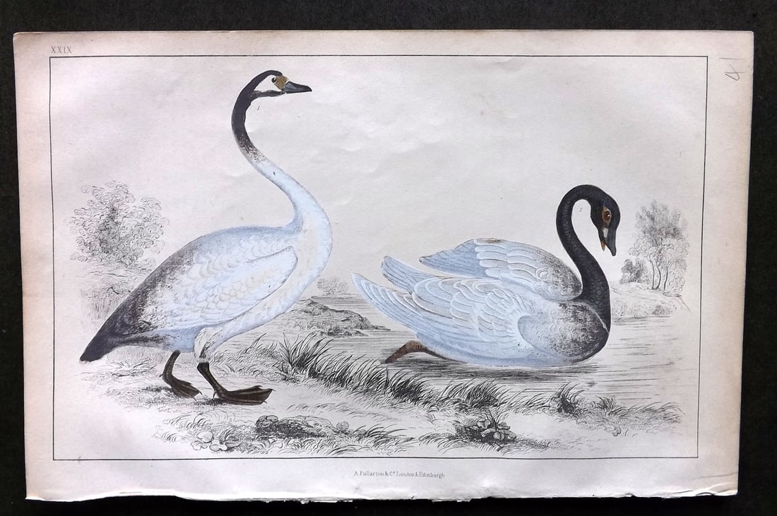 Goldsmith, Oliver C1850 Hand Col Bird Print. Bewick's & Black Necked Swan 29 (1 of 1)