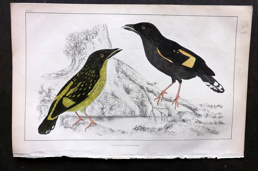 Goldsmith, Oliver C1850 Hand Col Bird Print. Horsfield's Eurylaime 31 (1 of 1)