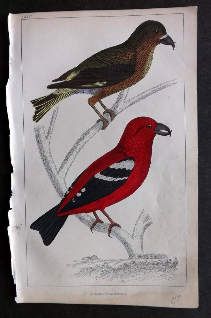 Goldsmith, Oliver C1850 Hand Col Bird Print. American & White Winged Crossbill 34: Hand Colored Etching/Engraving Published C1850 by A. Fullarton & Co., London for "A History of the Earth and Animated Nature" by Oliver Goldsmith. Paper Size: 10 x 6 inch (25 x 16cm) Good Condition