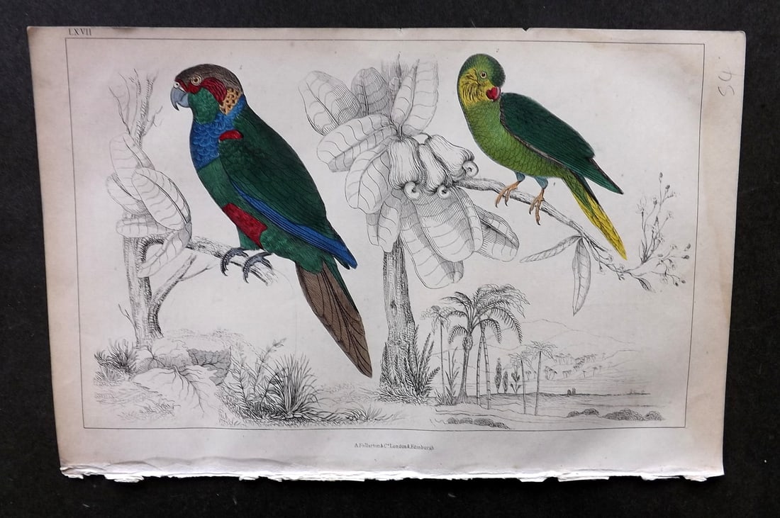 Goldsmith, Oliver C1850 Hand Col Bird Print. Tiriba & Coquette Parrakeet 67: Hand Colored Etching/Engraving Published C1850 by A. Fullarton & Co., London for "A History of the Earth and Animated Nature" by Oliver Goldsmith. Paper Size: 10 x 6 inch (25 x 16cm) Good Condition