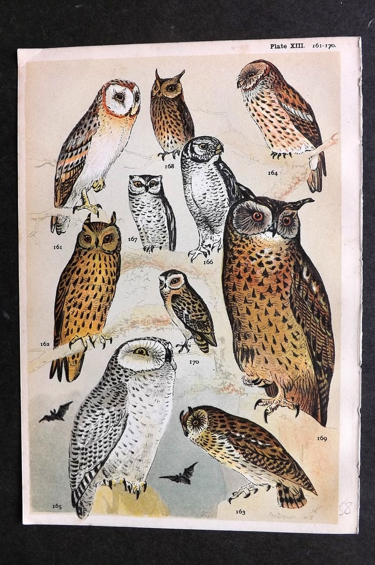 Gordon, W. J. C1900 Bird Print. Owls 13 (1 of 1)