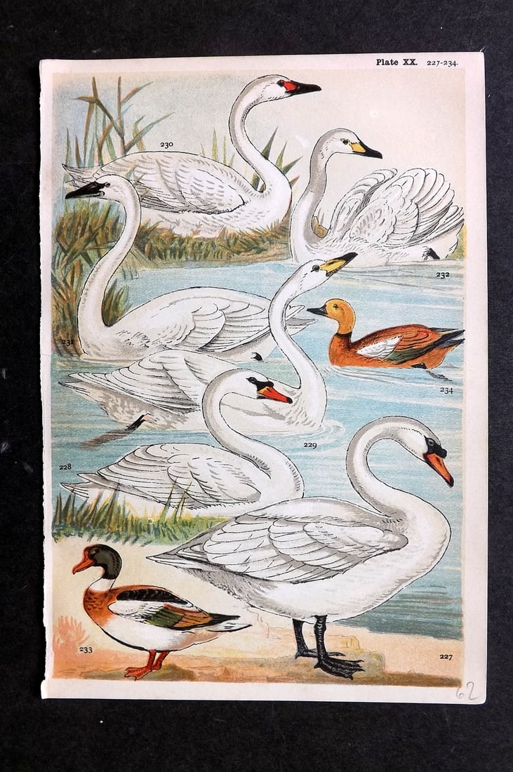 Gordon, W. J. C1900 Bird Print. Swans & Sheld Duck 20 (1 of 1)