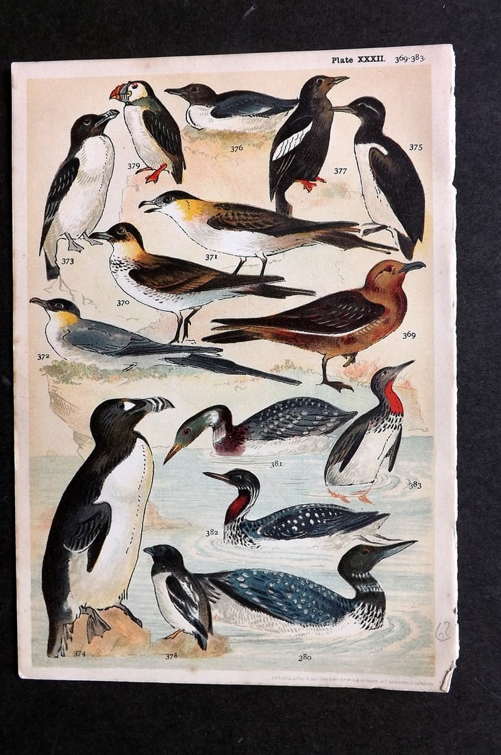 Gordon, W. J. C1900 Bird Print. Skua, Razorbill, Extinct Great Auk, Puffin 32 (1 of 1)