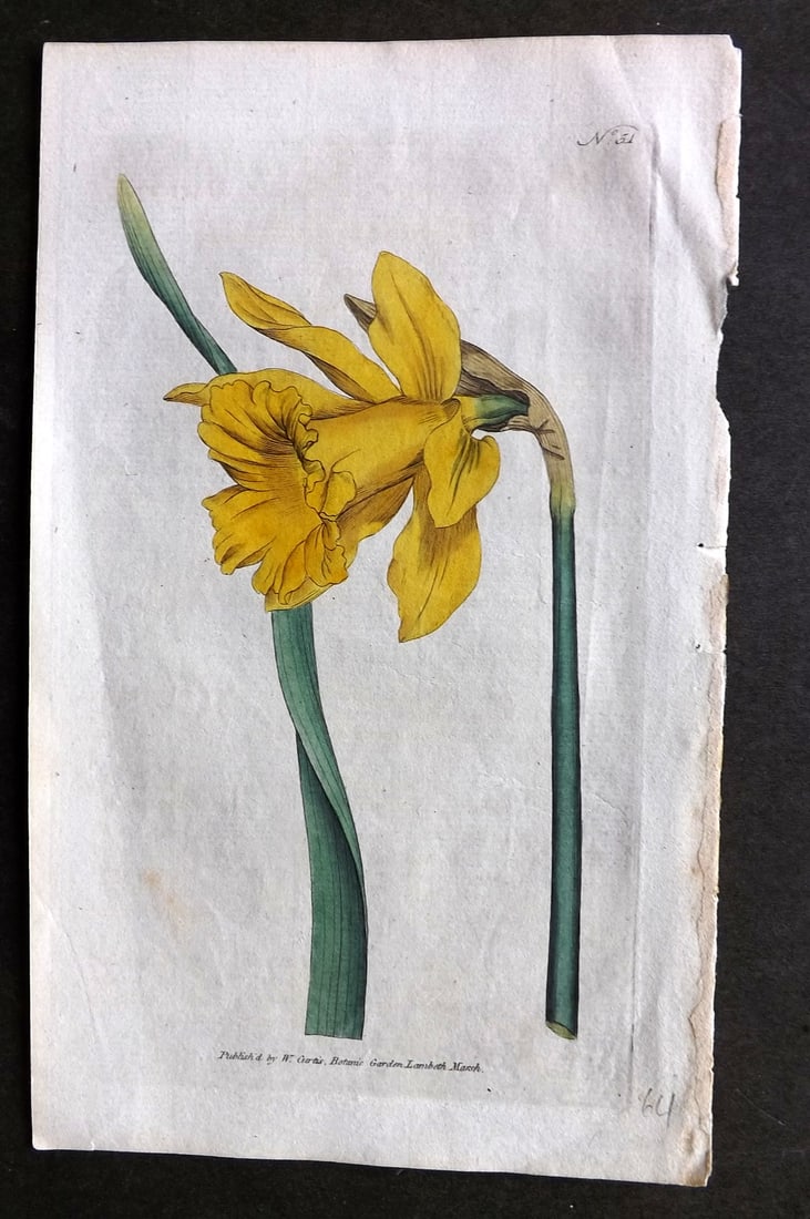 Curtis 1788 HCol Botanical Print. Great Daffodil, Narcissus Major 51 (1 of 1)