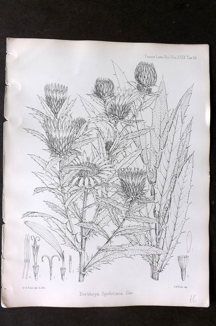 Fitch, Walter 1870's Antique Botanical Print. Berkheya Spekeana 29-66 (1 of 1)