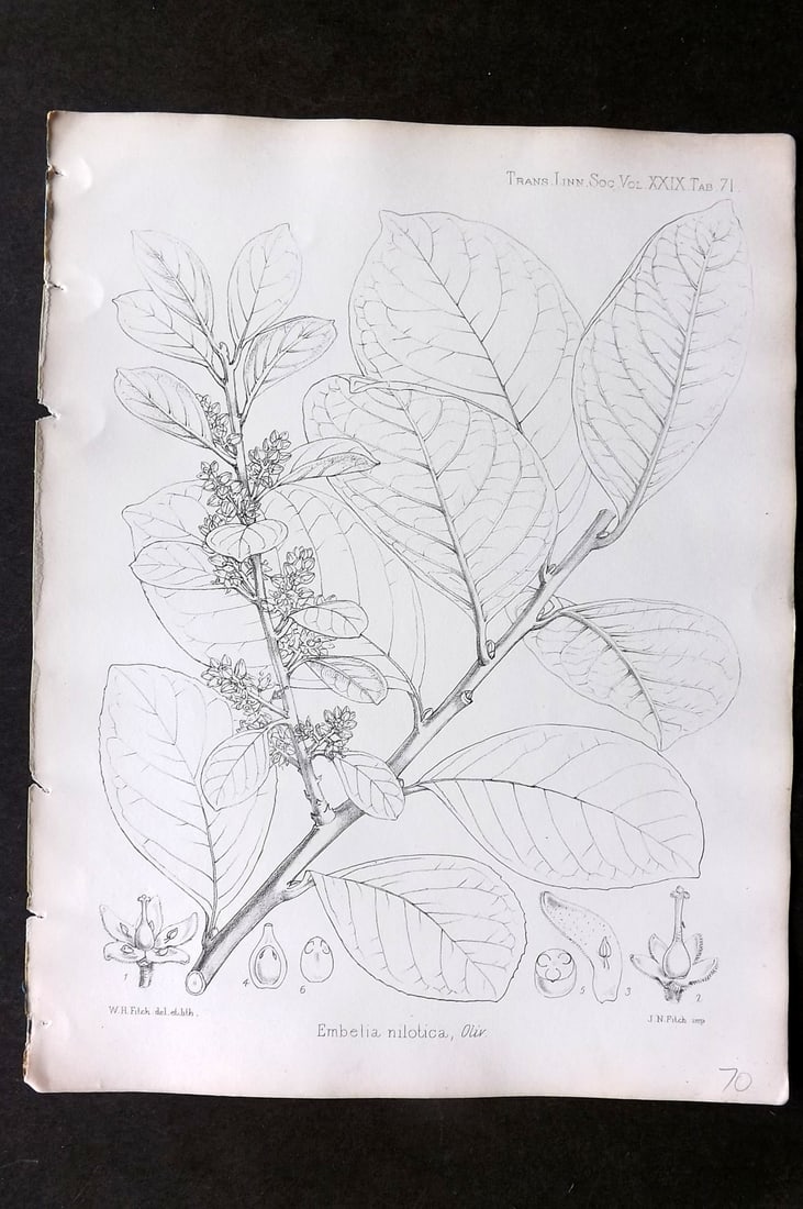 Fitch, Walter 1870's Antique Botanical Print. Embelia Nilotica 29-71 (1 of 1)