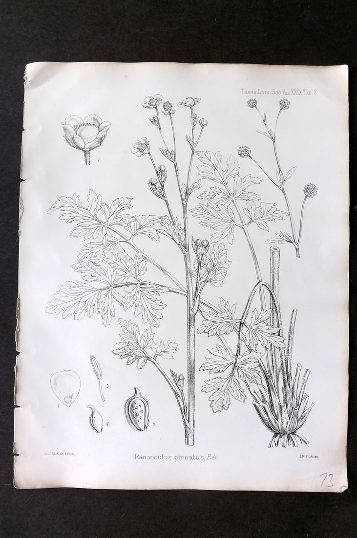 Fitch, Walter 1870's Antique Botanical Print. Ranunculus Pinnatus 29-02 (1 of 1)