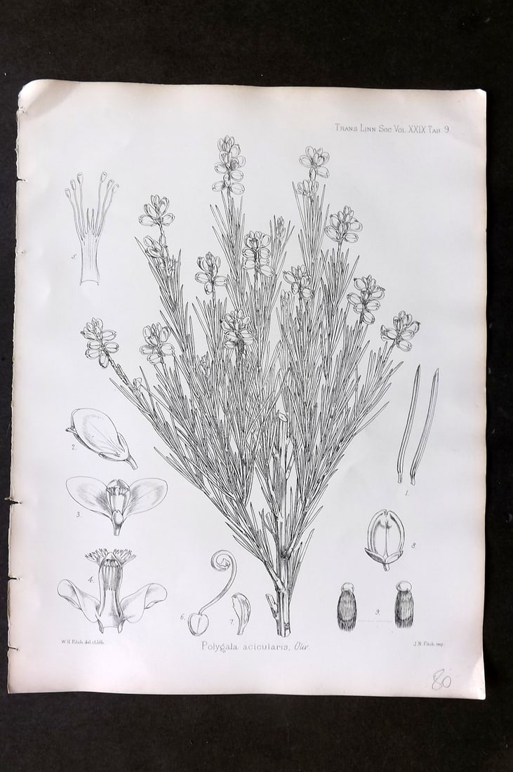 Fitch, Walter 1870's Antique Botanical Print. Polygala Acicularis 29-09: Lithograph Published 1791-1955, London for "The Transactions of The Linnean Society of London" by Various Contributors. Illustrated by Walter Hood Fitch. Paper Size: 12 x 9 inch (30 x 23cm) Good Condi