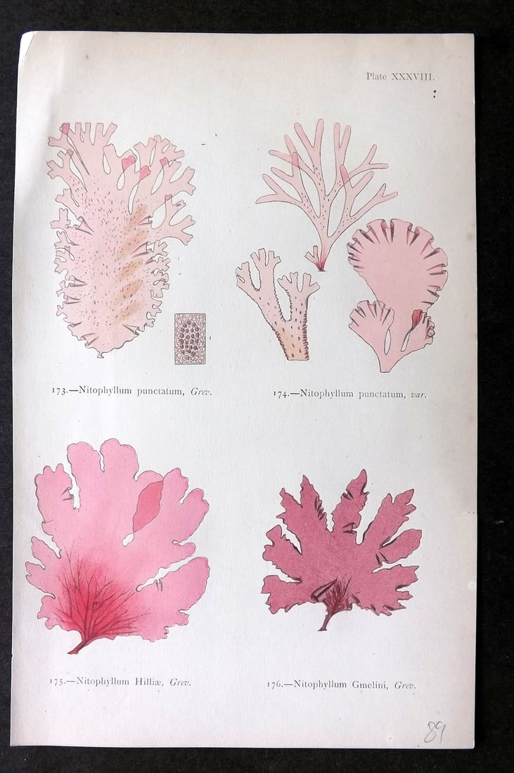 Gatty, Mrs Alfred 1872 Antique Seaweed Print. Nitophyllum 38 (1 of 1)