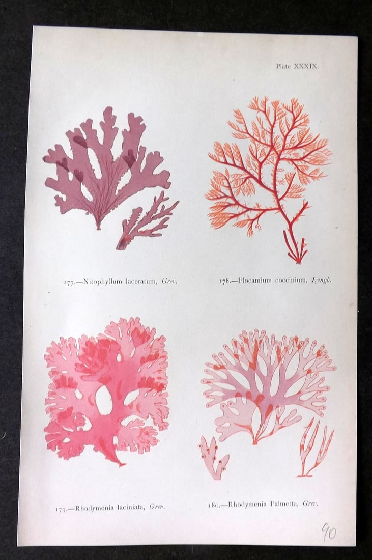 Gatty, Mrs Alfred 1872 Antique Seaweed Print. Nitophyllum, Plocamium, Rhodymenia 39 (1 of 1)