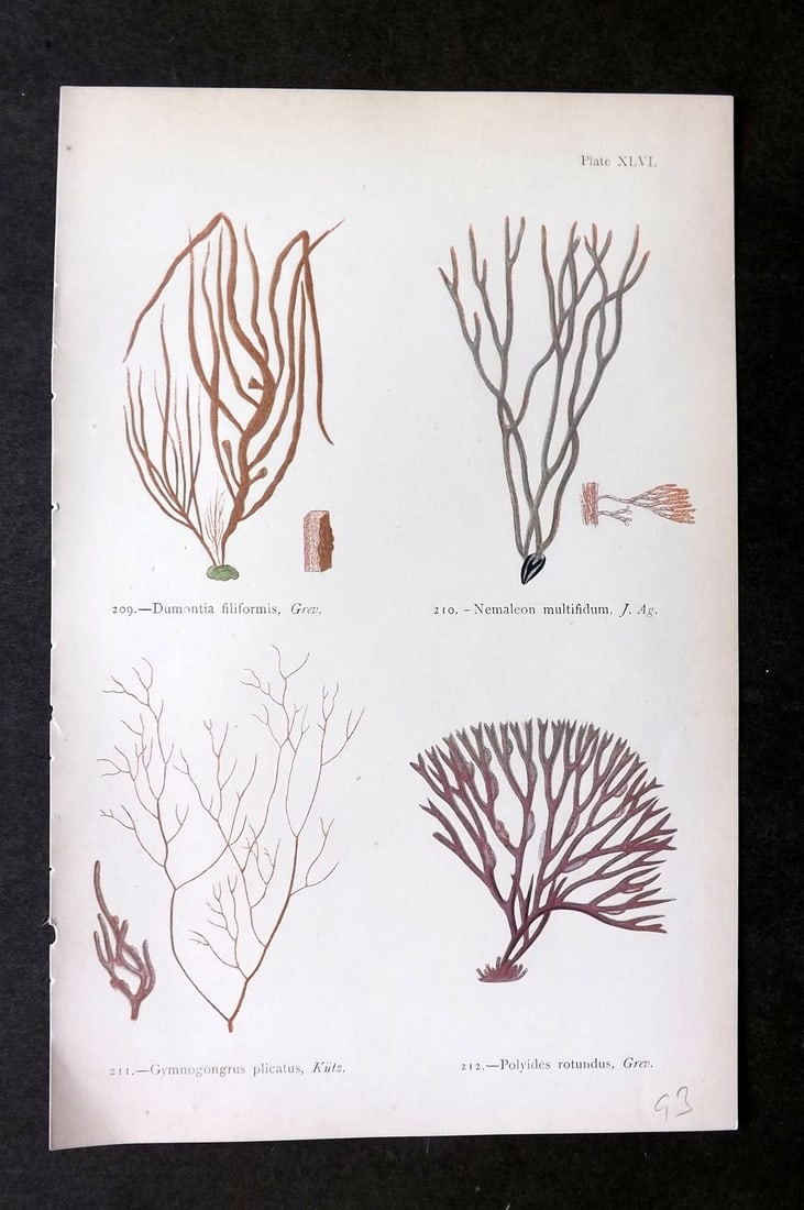 Gatty, Mrs Alfred 1872 Antique Seaweed Print. Dumontia, Nemaleon, Polyides 46 (1 of 1)
