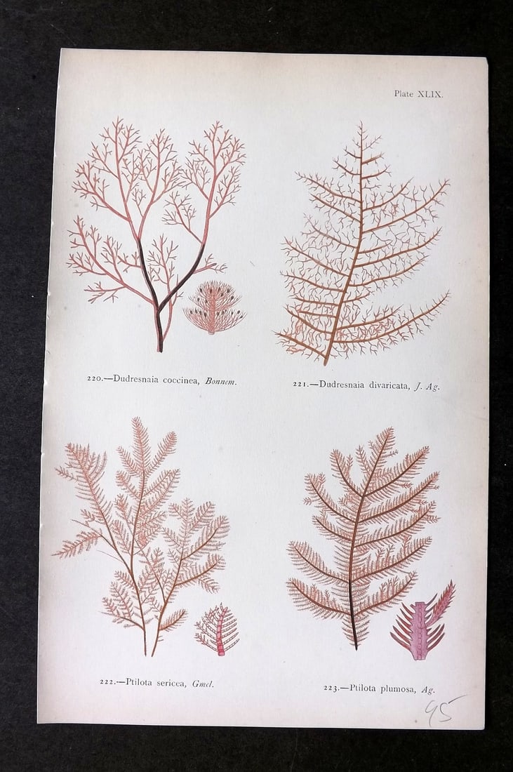 Gatty, Mrs Alfred 1872 Antique Seaweed Print. Dudresnaia, Ptilota 49 (1 of 1)