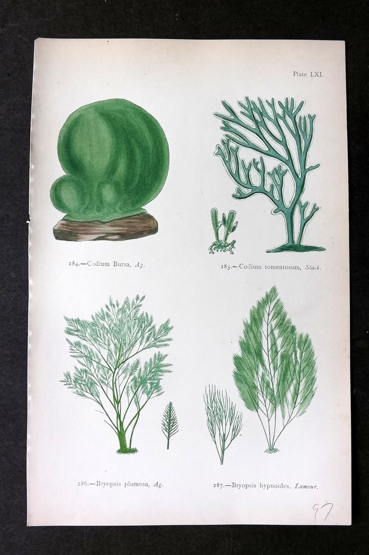 Gatty, Mrs Alfred 1872 Antique Seaweed Print. Codium, Bryopsis 61 (1 of 1)