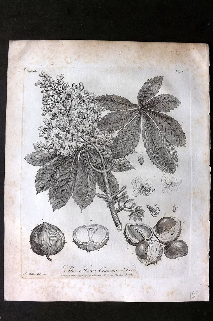 John Evelyn Forest Trees 1801 Botanical Print. Horse Chestnut Tree (1 of 1)