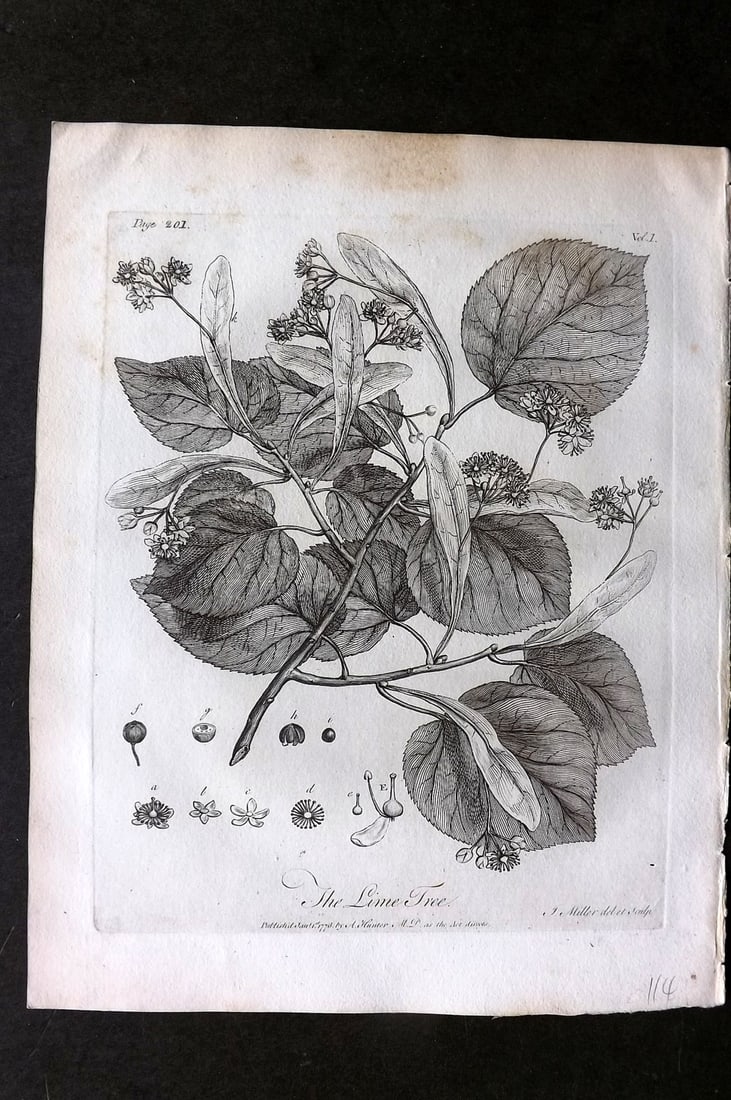 John Evelyn Forest Trees 1801 Botanical Print. Lime Tree (1 of 1)