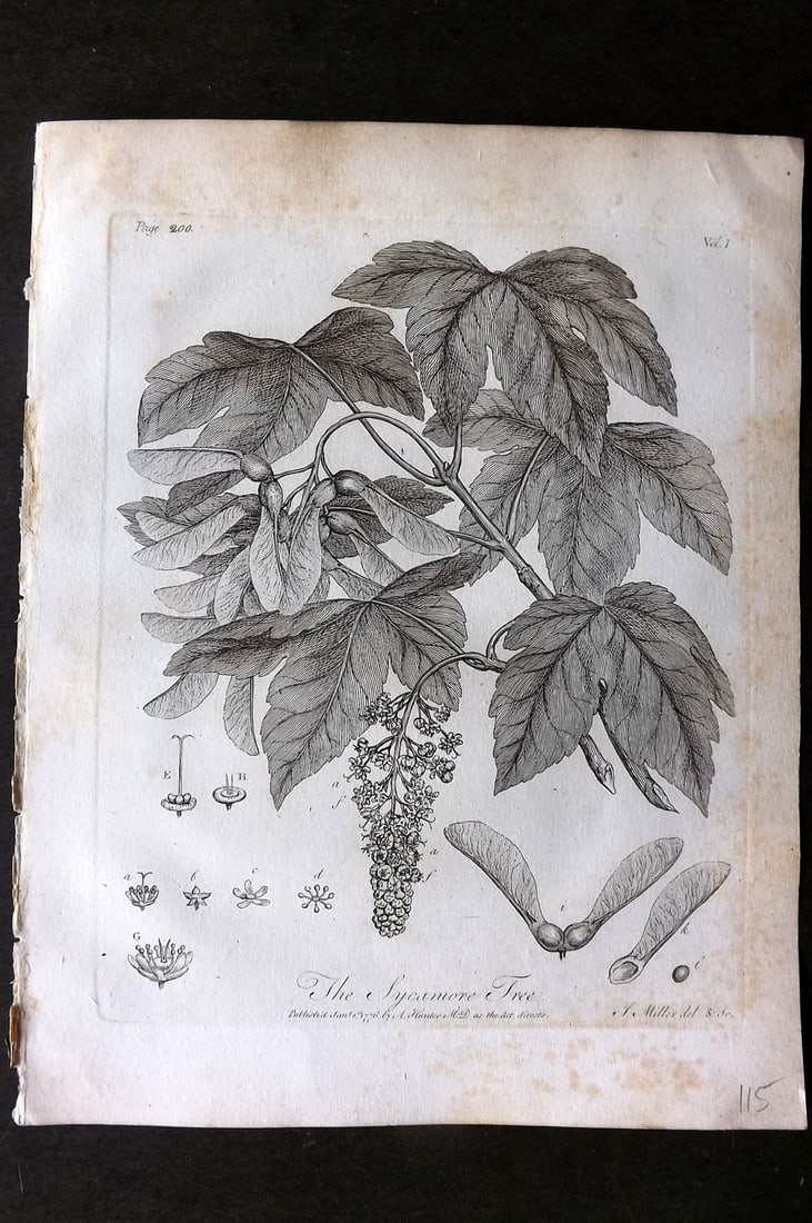 John Evelyn Forest Trees 1801 Botanical Print. Sycamore Tree (1 of 1)