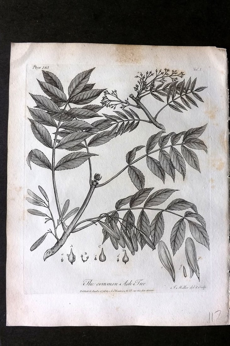 John Evelyn Forest Trees 1801 Botanical Print. Common Ash Tree (1 of 1)