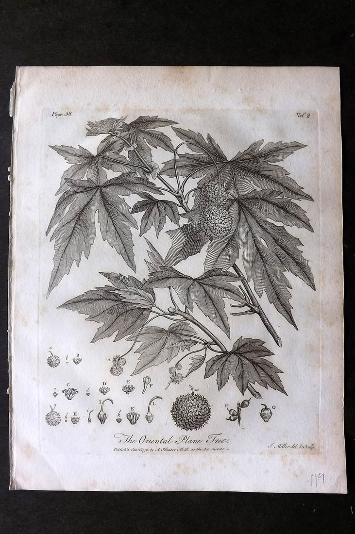John Evelyn Forest Trees 1801 Botanical Print. Oriental Plane Tree (1 of 1)