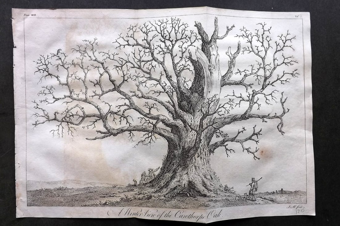 John Evelyn Forest Trees 1801 LG Botanical. Winter View of of the Cawthorpe Oak: Copper Plate Published 1801, London & York for "Silva: Or, A Discourse of Forest-Trees..." by John Evelyn. Drawn & Engraved by John Miller. Paper Size: 17 x 11.5 inch (43 x 29cm) Very minor toning, ot