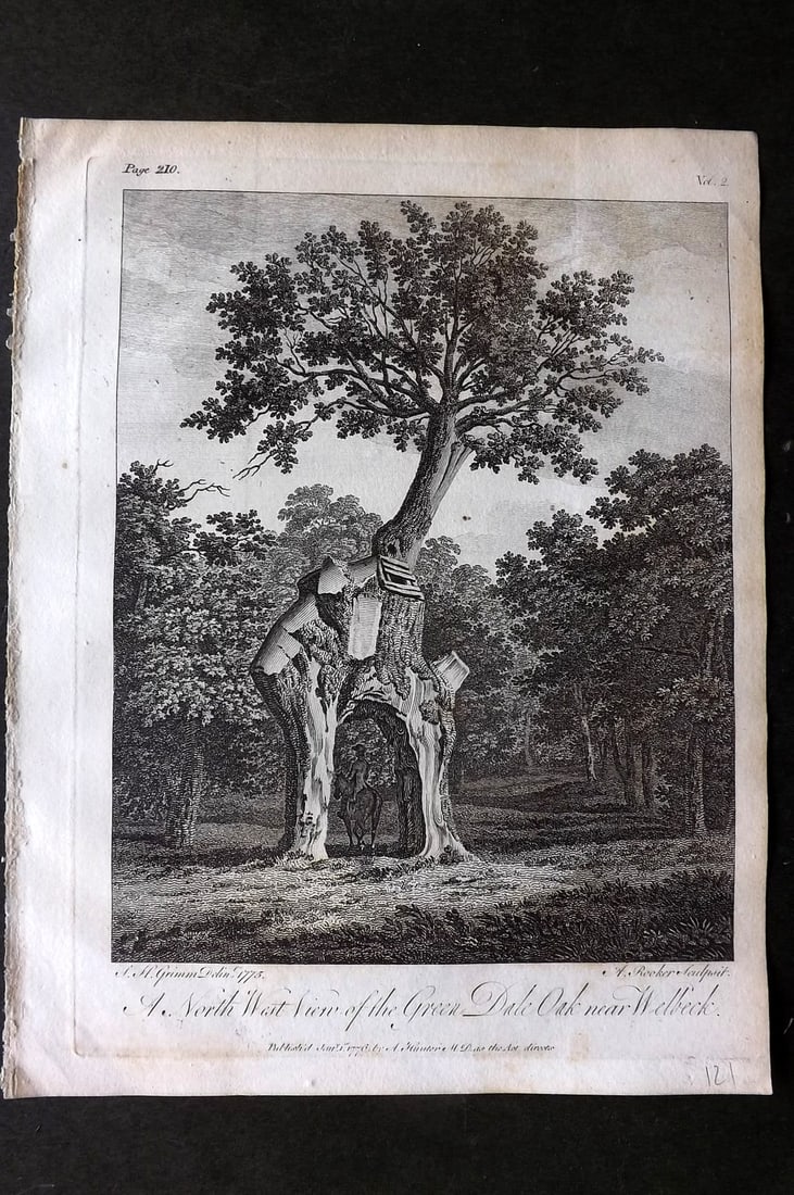 John Evelyn 1801 Print. North West View of the Green Dale Oak near Welbeck: Copper Plate Published 1801, London & York for "Silva: Or, A Discourse of Forest-Trees..." by John Evelyn. Drawn & Engraved by John Miller. Paper Size: 12 x 9 inch (30 x 23cm) Very minor toning, other