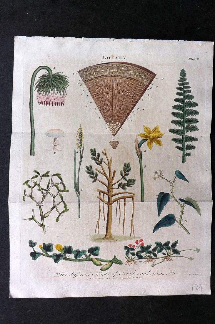 Linnaeus & Sibly 1799 Hand Col Botanical Print. Different Kinds of Trunks & Stems 02 (1 of 1)