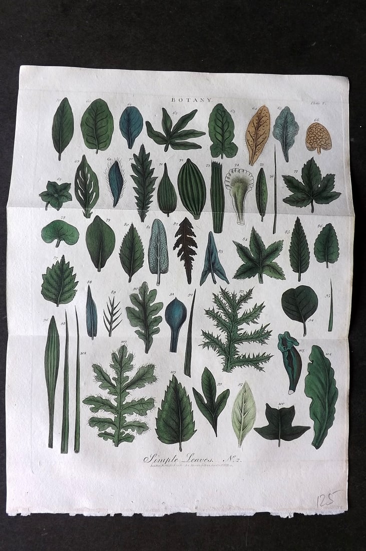 Linnaeus & Sibly 1799 Hand Col Botanical Print. Simple Leaves 05 (1 of 1)